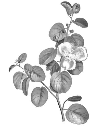 Maiapilo