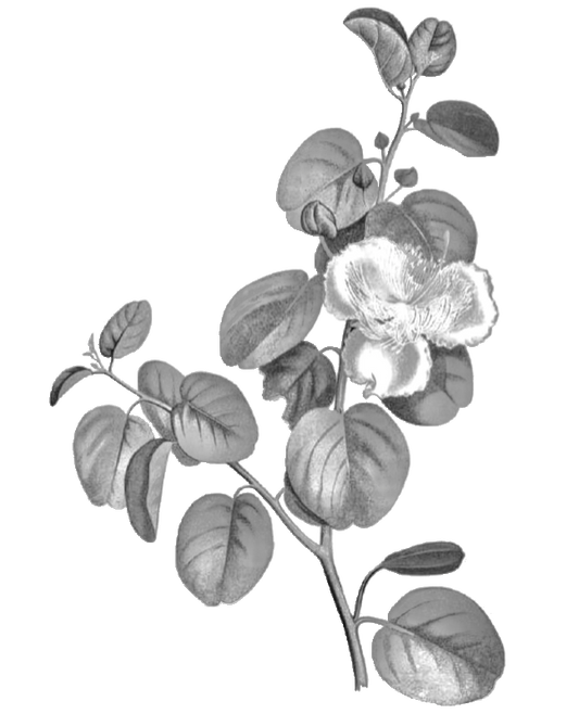 Maiapilo