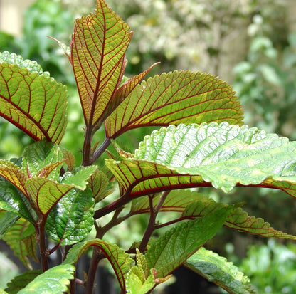 Māmaki, Red Veined