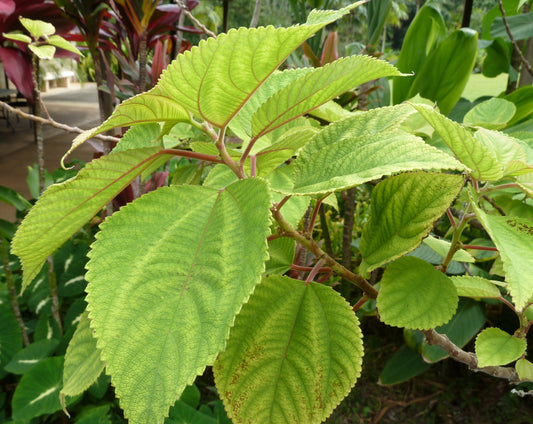 Māmaki, Red Veined