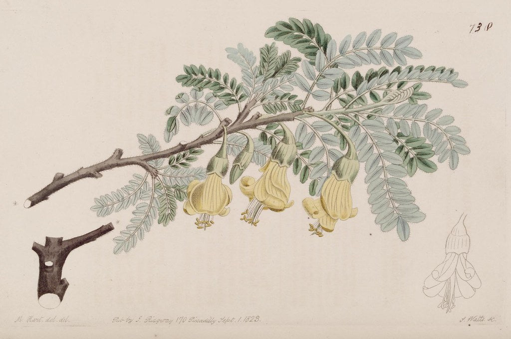 Māmane