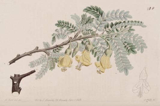 Māmane