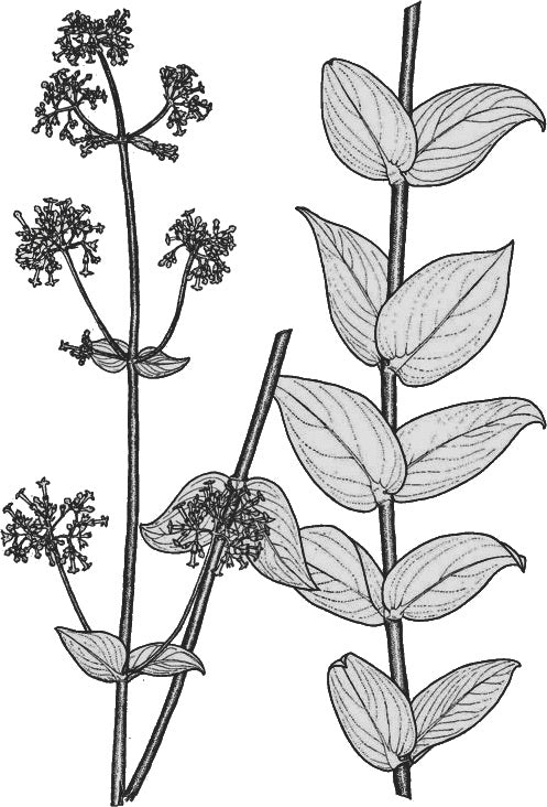 Manono