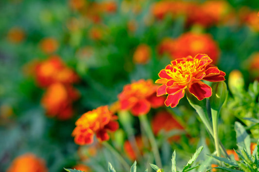 marigold flowers under sunshine.
