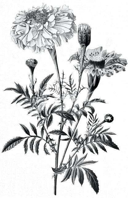 Marigold