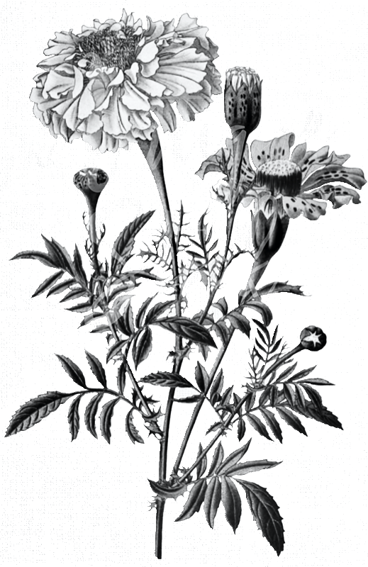 Marigold