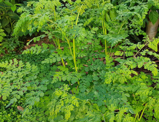 Moringa