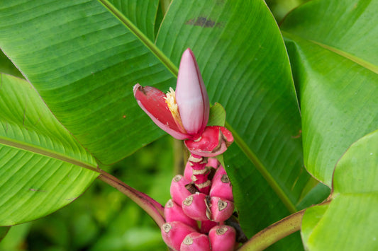 Pink Banana