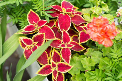 Plectranthus scutellarioides, coleus or Miyana romaine leaves or in latin Coleus Scutellarioides