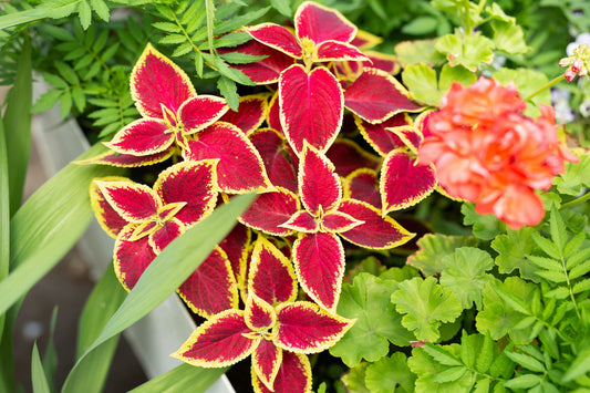 Plectranthus scutellarioides, coleus or Miyana romaine leaves or in latin Coleus Scutellarioides
