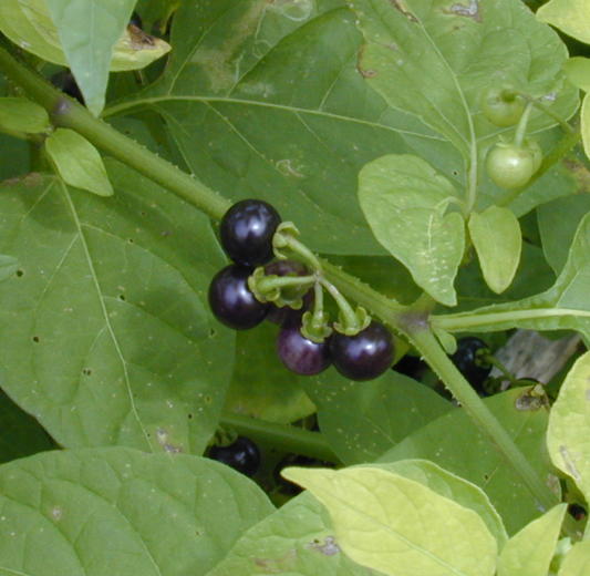 Pōpolo