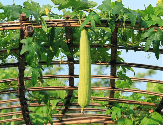 The Luffa Farm outdoors