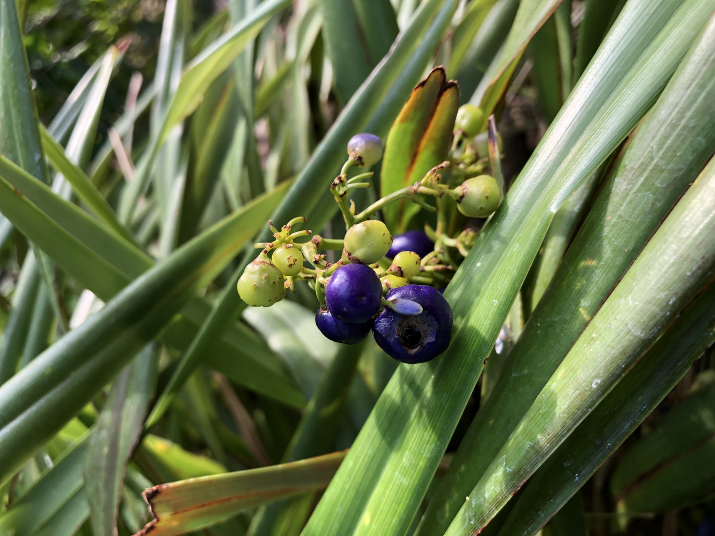 ʻUkiʻuki