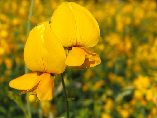 Vibrant shallow focus of delicate Sunn Hemp flower (Crotalaria juncea)