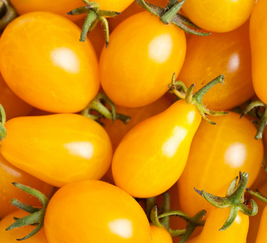Yellow Pear Tomato
